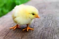 bird 349026 1280 jpg