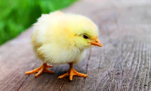 bird 349026 1280 jpg