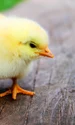 bird 349026 1280 jpg