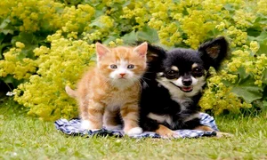 adoptie caini pisici sfaturi 850x465 jpg