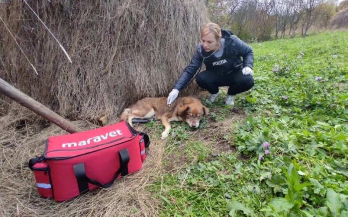 FOTO arhivă Adevărul