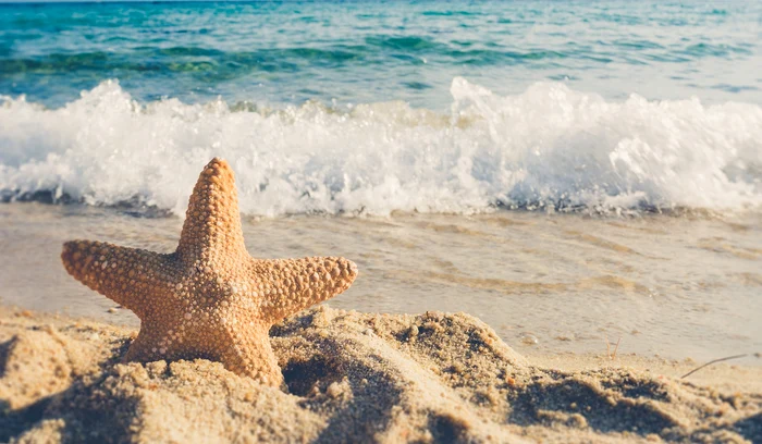 Steaua de mare nu are un cap, ci mai multe / Foto: Pixabay