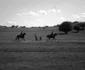 „Aferim!“ - filmul lui Radu Jude turnat în Dobrogea Foto Silviu Gheţie