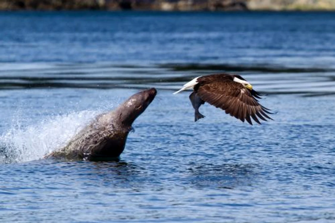 Vulturul a furat mâncarea leului de mare (FOTO CATERS)