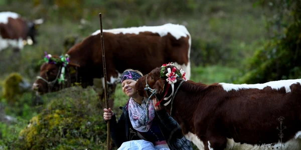 vaca foto andreas gebert getty images