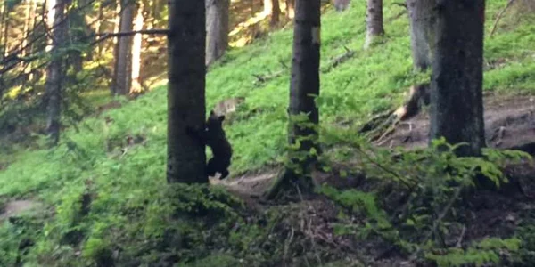 Ursul