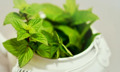 menta png