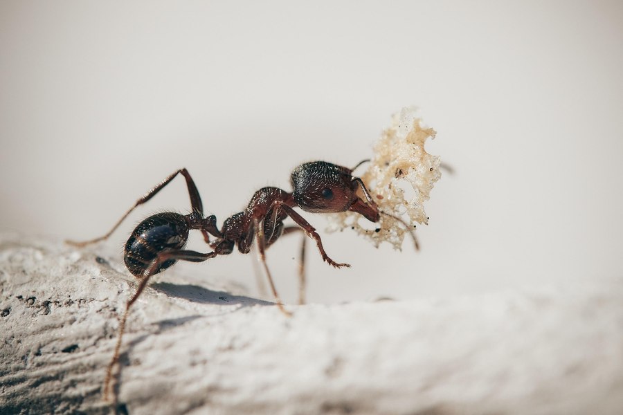 Insecta periculoasă care amenință Europa și ar putea ajunge și în România: provoacă durere, iritații și șoc anafilactic