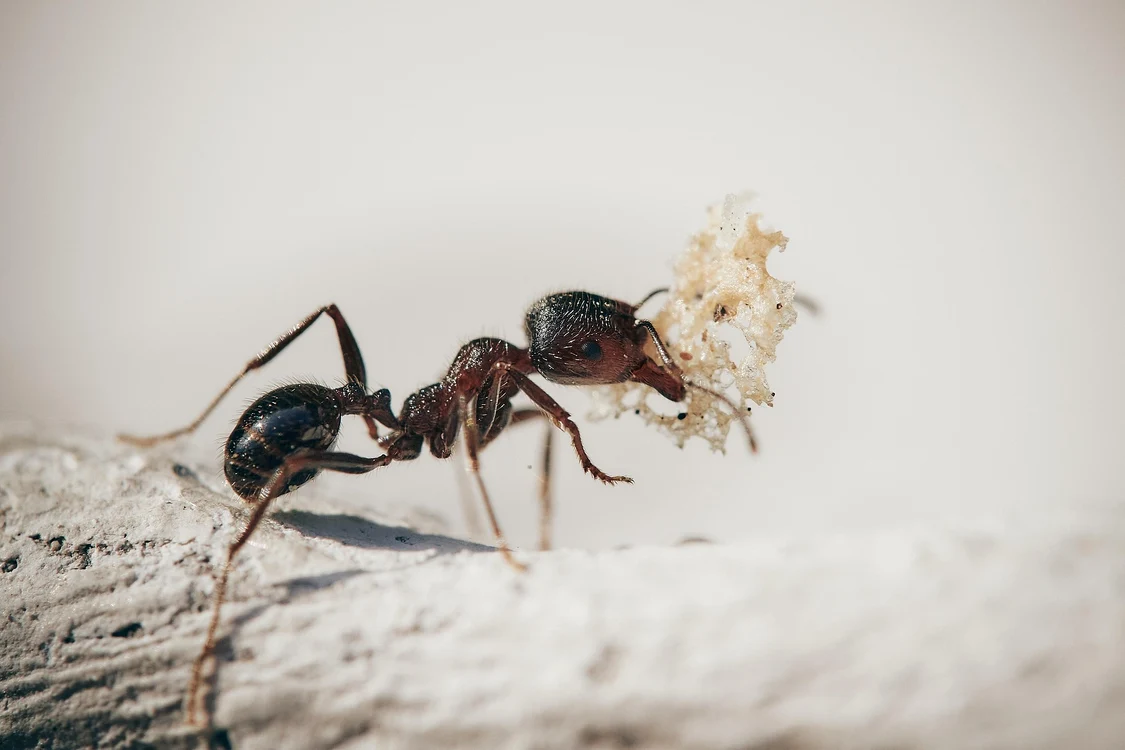 Insecta care ar putea ajunge și în România foto: pixabay