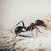 ants 5061910 1920 jpg