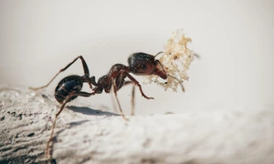 ants 5061910 1920 jpg
