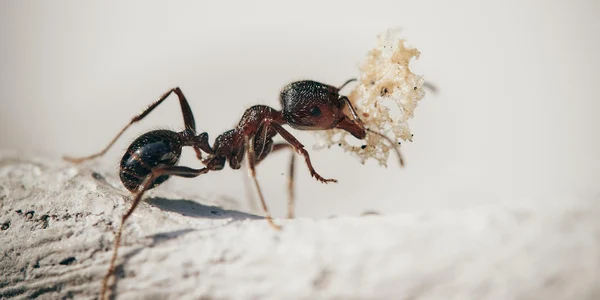 ants 5061910 1920 jpg