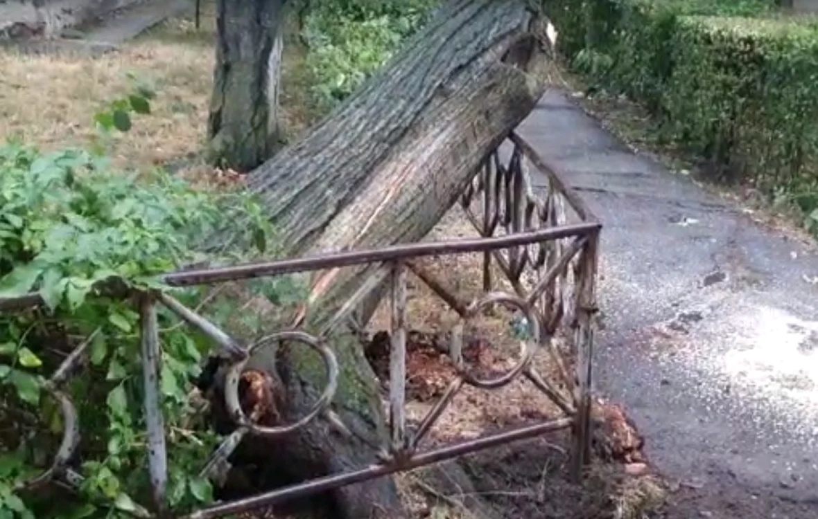 Mai mulţi copaci au căzut în municipiul Târgu Jiu                                                 Foto: ISU Gorj