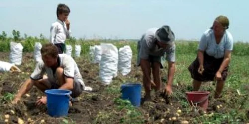 Fermierii mureşeni pot utiliza aplicaţia IPA Online foto arhivă