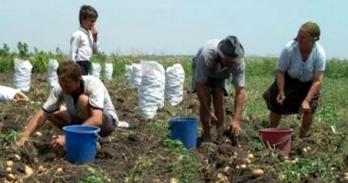 Fermierii mureşeni pot utiliza aplicaţia IPA Online foto arhivă