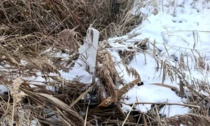 Drona FOTO Telegram org: Poliția Republicii Moldova jpeg