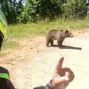italianul mort pe transfagarasan s a intors sa hraneasca ursoaica agresiva care l a ucis cu o zi in urma filmase alti doi ursi in zona 986438 jpeg