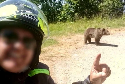 italianul mort pe transfagarasan s a intors sa hraneasca ursoaica agresiva care l a ucis cu o zi in urma filmase alti doi ursi in zona 986438 jpeg