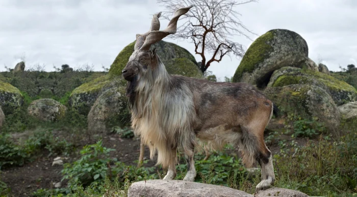 Un exemplar de Markhor FOTO Shutterstock