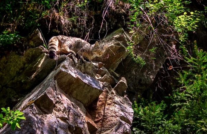 Pisica sălbatică. Foto: Parcul Natural Grădiștea Muncelului Cioclovina