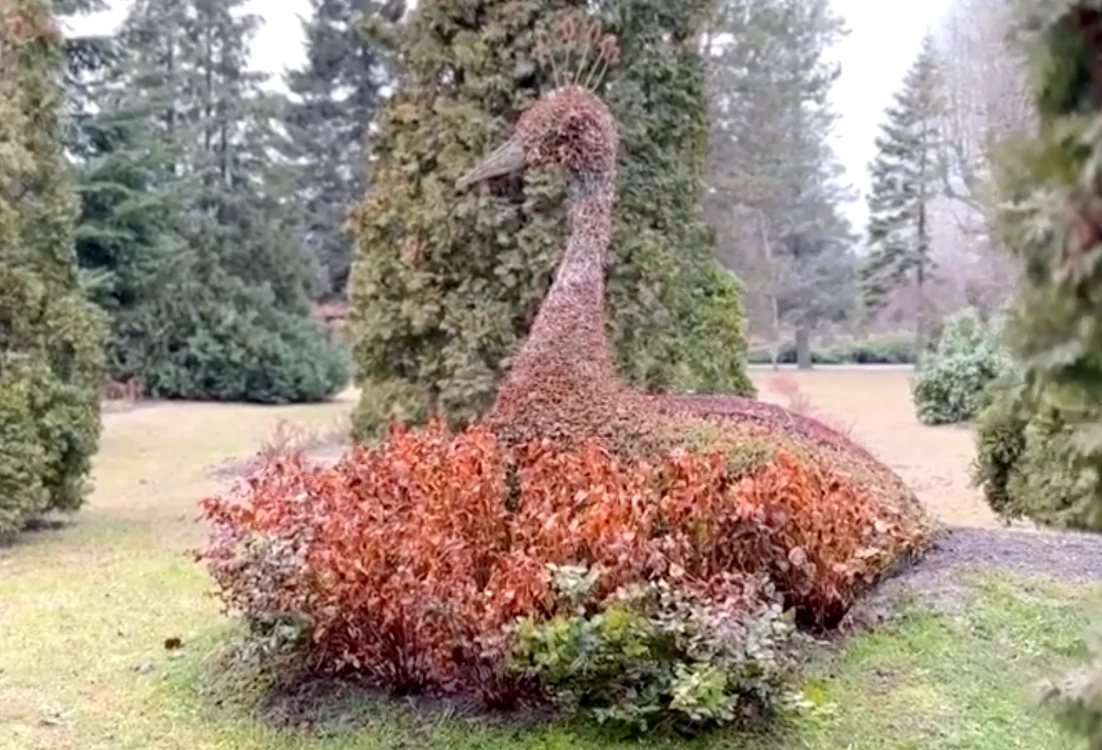 Sursa foto: Grădina Botanică din Iași 