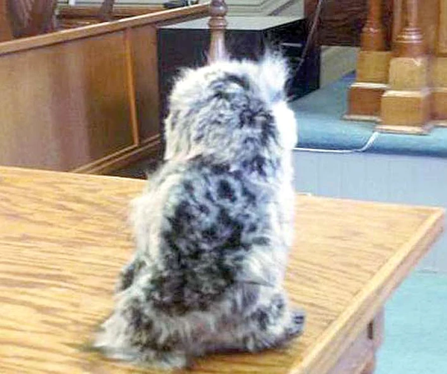 Bufniţa Soloman 