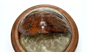 Nuca de cocos de pe biroul președintelui jpeg