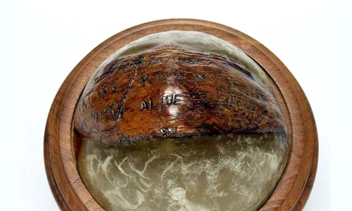 Nuca de cocos de pe biroul președintelui jpeg