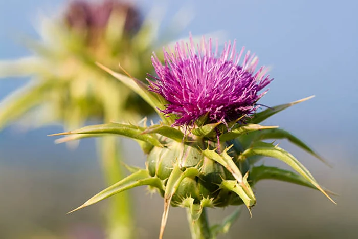 Ceaiul de ciulin de lapte poate fi perfect pentru ficat / foto: IStock