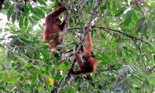Maimuţele antropoide îşi dezvoltă o cultură proprie, la fel ca oamenii jpeg