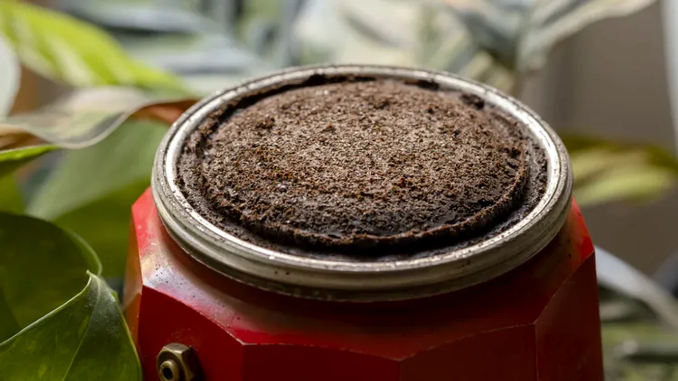 Cum să folosești zațul de cafea pentru a-ți îmbunătăți grădina