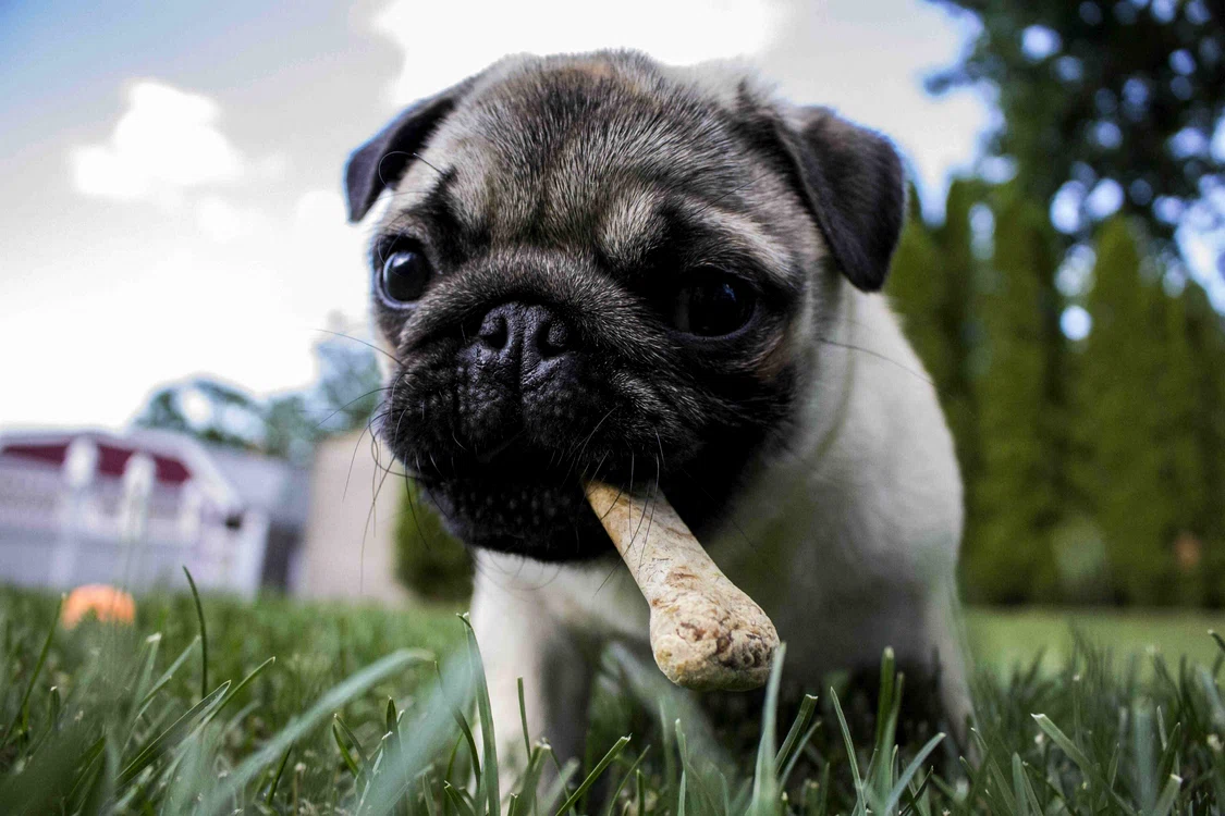 puppy 1502565 (1) jpg