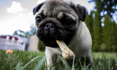 puppy 1502565 (1) jpg