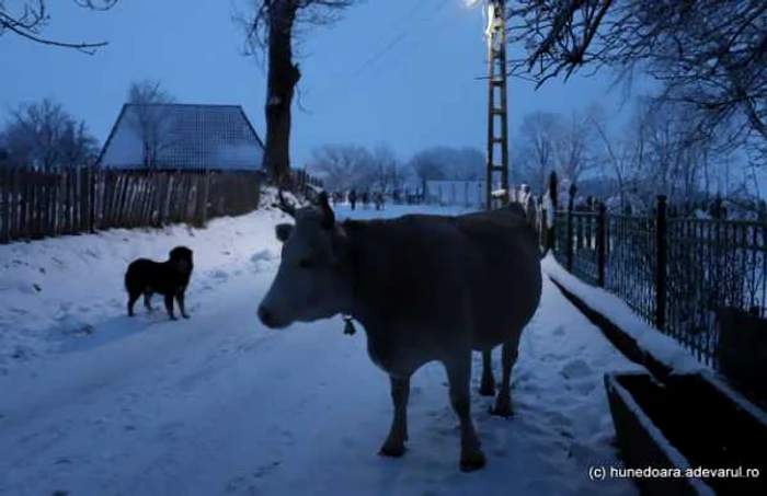 poiana rachitelii foto daniel guta adevarul