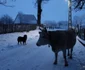 poiana rachitelii foto daniel guta adevarul