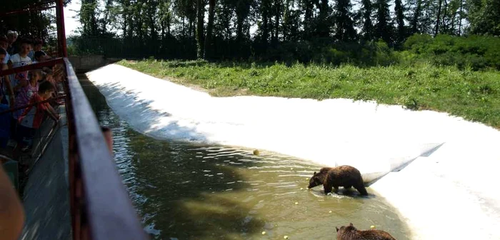 Urşii lui Nuţu Cămătaru au fost mutaţi în adăpostul de la Zoo. FOTO arhivă Adevărul Ploieşti