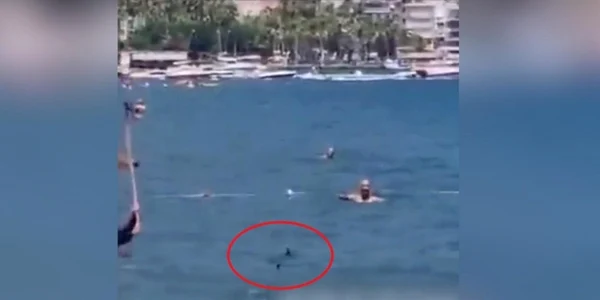 tipar confundat cu un rechin pe o plaja din Turcia foto captura video