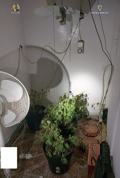Canabis cultivat într-un apartament din Sibiu. Doi tineri au fost reținuți de DIICOT