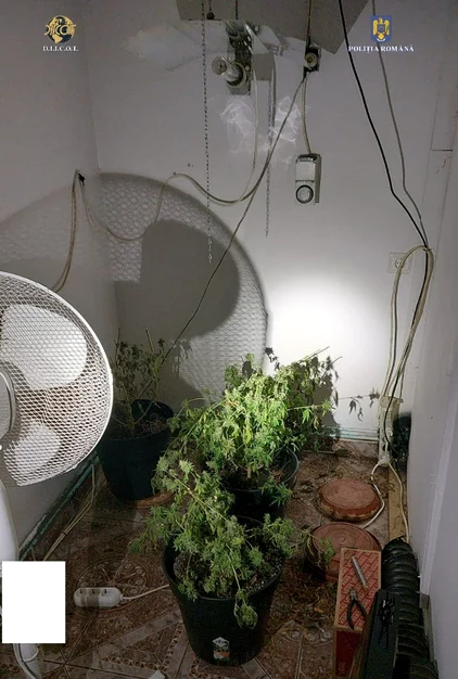 Canabis cultivat într-un apartament din Sibiu Foto IPJ Sibiu jpg