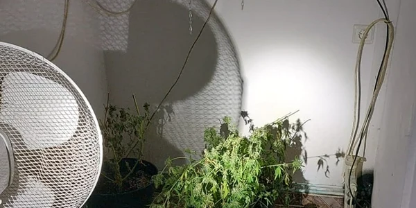 Canabis cultivat într-un apartament din Sibiu Foto IPJ Sibiu jpg