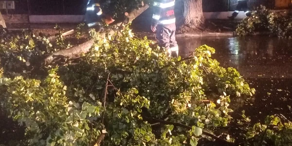 Copaci smulși din rădăcini și doborați de vântul puternic în județul Vâlcea Foto ISU Vâlcea