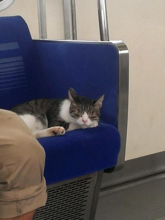 O pisică ia în fiecare zi metroul în capitala Japoniei
