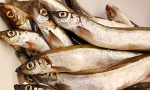 fish 8210152 1280 jpg