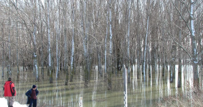 Lunca Dunării, deja sub apă
