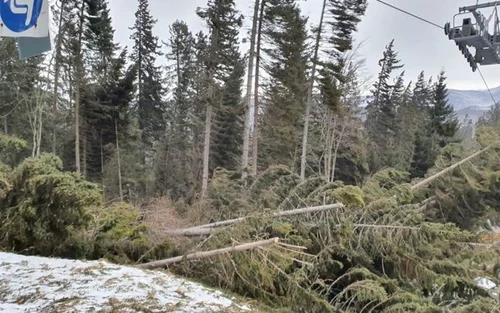 Vijelia a doborât mai mulţi arbori peste instalaţiile de la Kalinderu