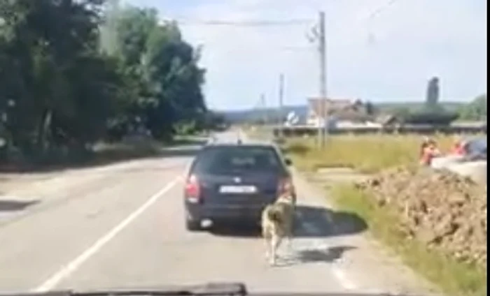 Cățelul a fost legat de mașină și tras pe o stradă din Tismana Foto: Captură Facebook