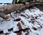 Intervenție la Sibiu din cauza vremii extreme - vântul a smuls copacii din rădăcini Sursă ISU Sibiu