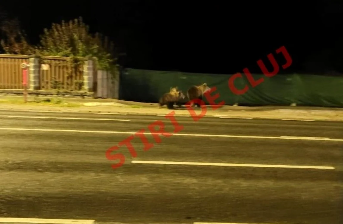 Urşii se plimbaul pe un drumul naţional circulat intens, din comuna Floreşti. FOTO: Ştiri de Cluj