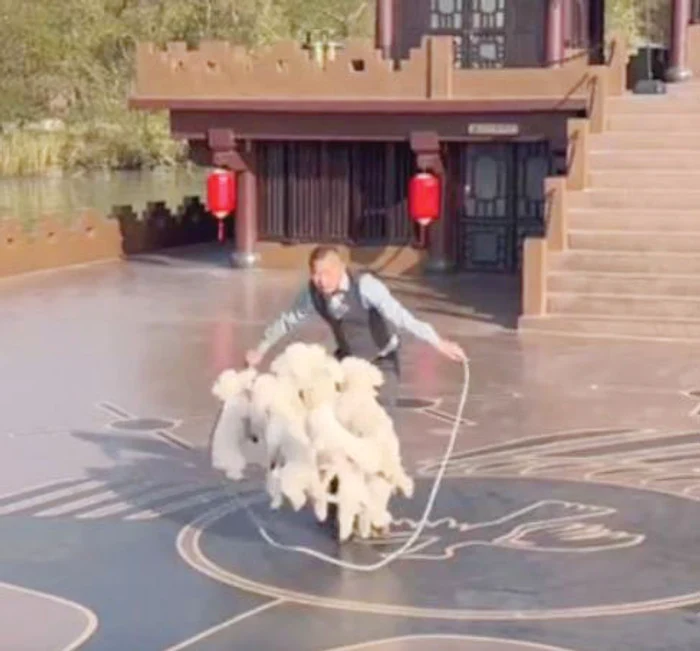 Cei 10 căţei au ajuns în Cartea Recordurilor Guinness datorită talentului lor. SURSĂ FOTO: GUINNESS 