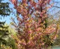 IMG 8700 jpeg